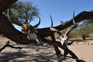 Kuh und Kudu